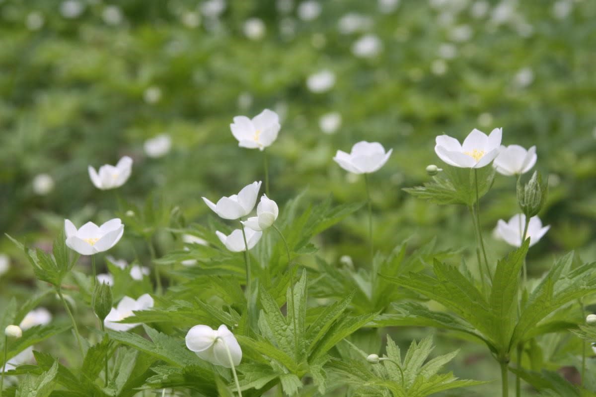 Opacum Flowers