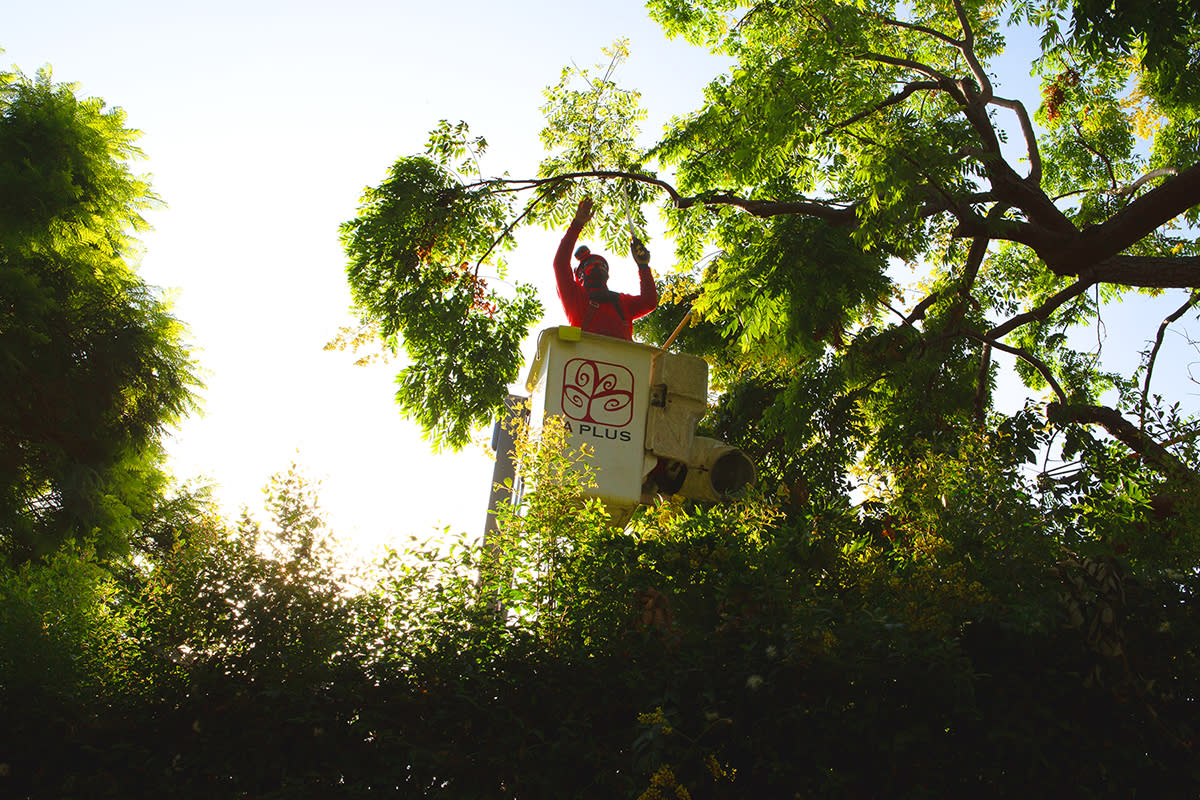 A Plus Tree