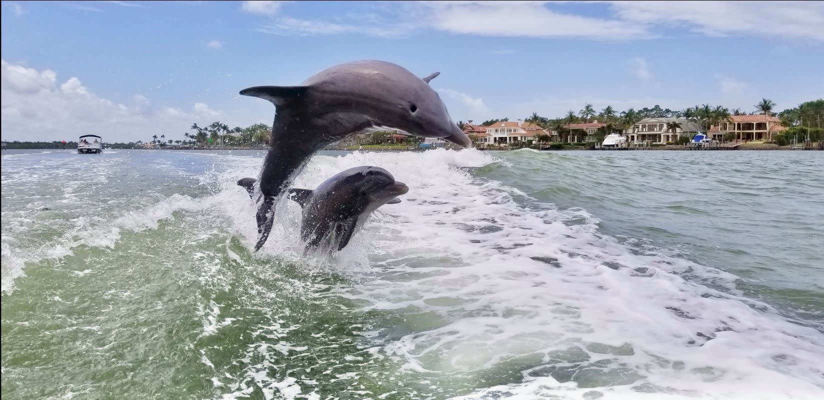 Two Dolphins jumping in the waves