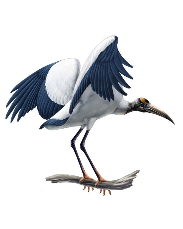 Wooodstork Productions