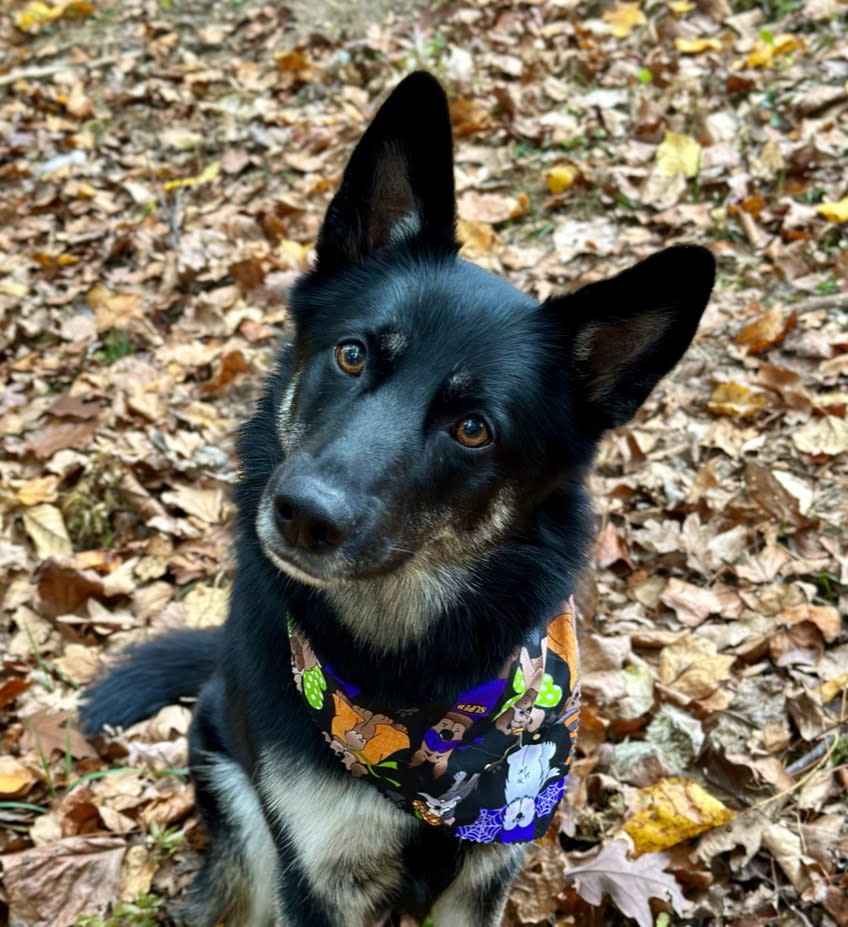 Holiday Made Easy with Stress-Free Dog Boarding with Daily Training