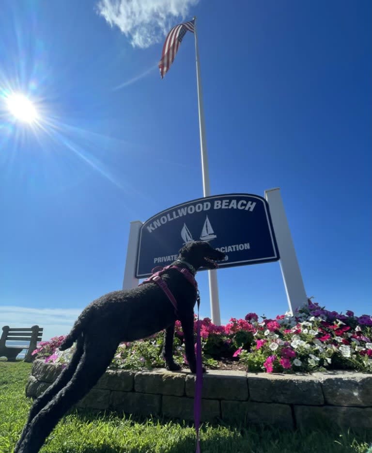 dog walking old saybrook