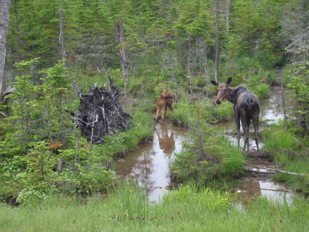 a moose and her calf standing in a swampy area