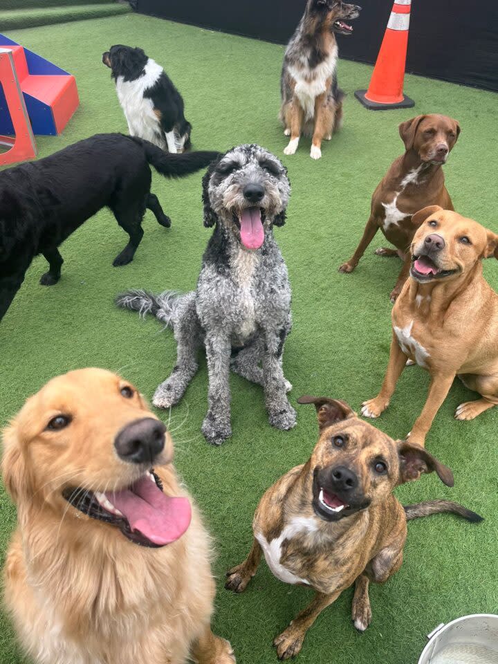 Summer Boarding Cost How Much Does It Really Cost to Board Your Dog Per Day