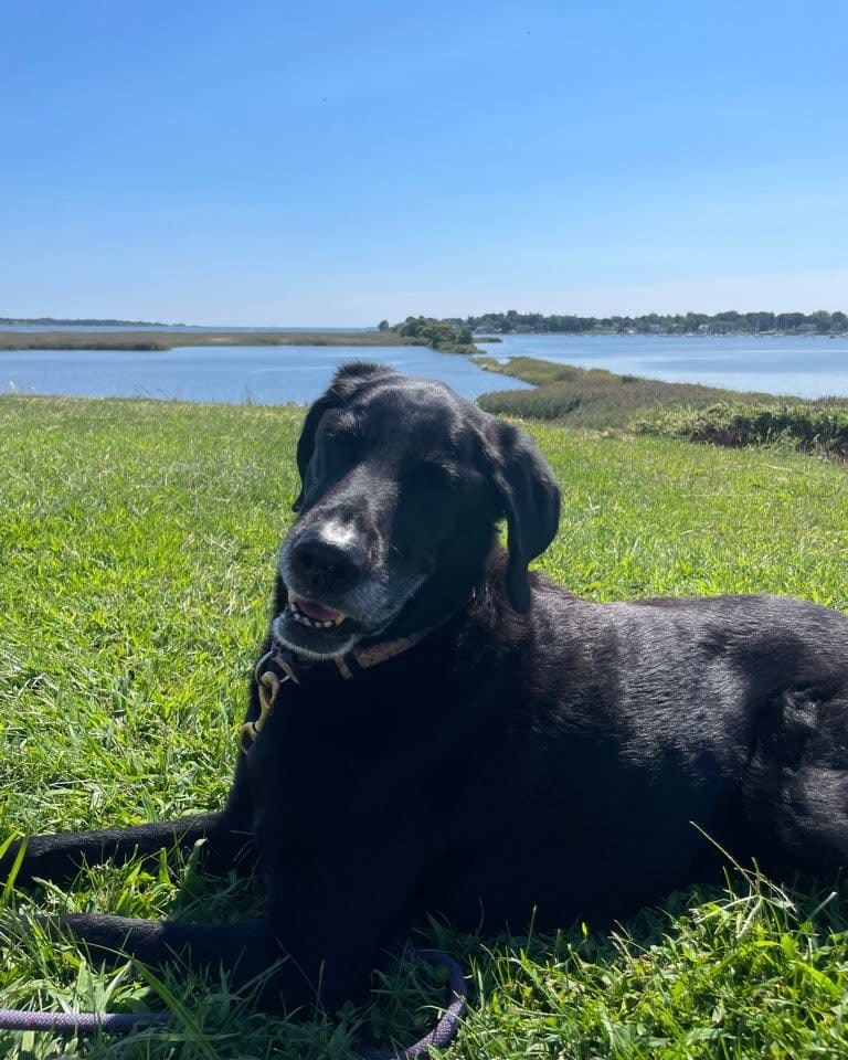 Mystic Dog Walking and Pet Sitting