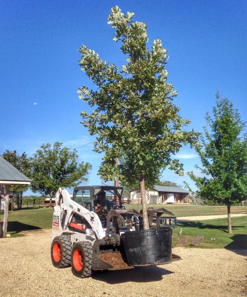 Tree Planting