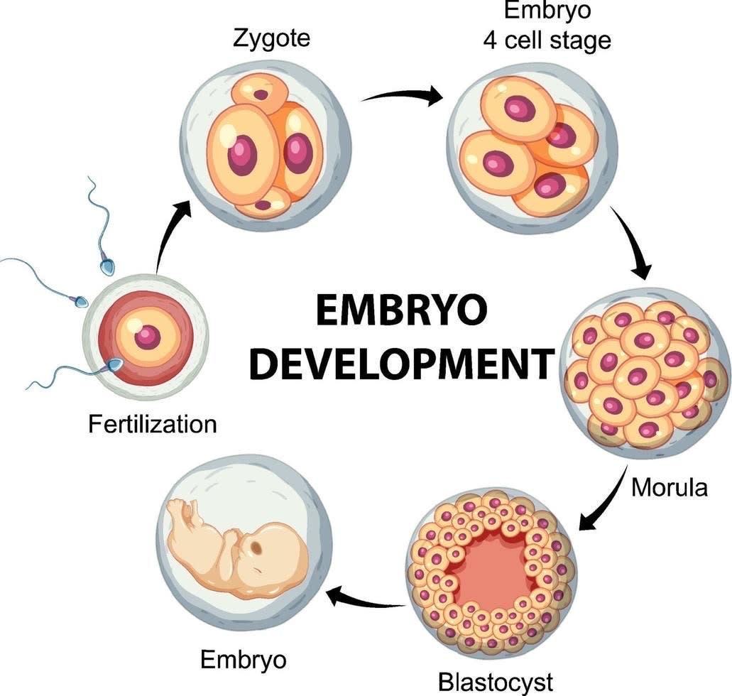 Fertility Nutrition - Jennifer Paterson, RD