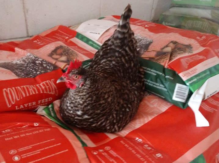 Fall Poultry Swap and Sale Greater Cayce West Columbia Chamber of