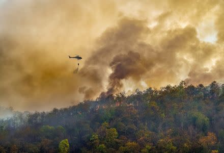 wild fire