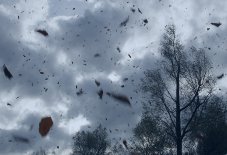 wind storm