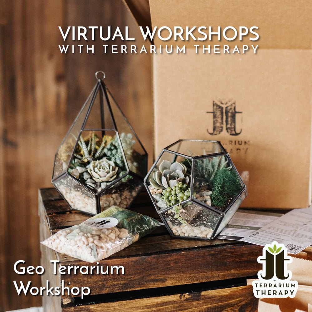 Terrarium Therapy Banner