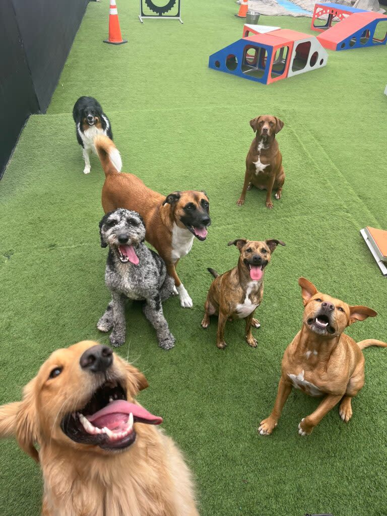 Dog Boarding During Peak Seasons: How Space Availability, Stress Levels, and Illness Risks Are Connected