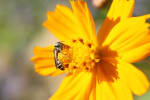 Close up of bee on a flower
