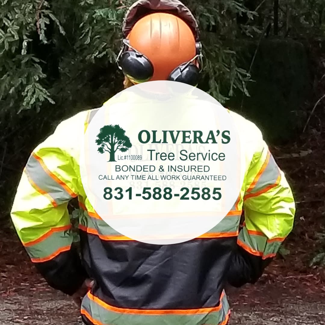 Olivera's Tree Service