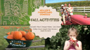 pumpkin picking, apple picking, pumpkin patch, pumpkin farm, apple orchard, U-pick pumpkins, U-pick apples, corn maze, farm