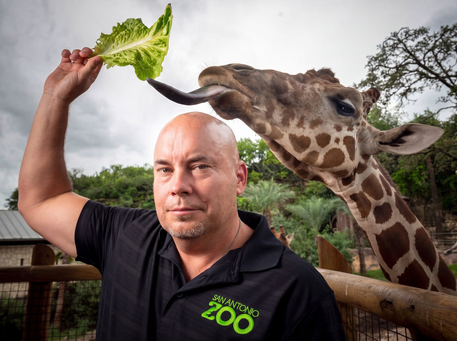 San Antonio Zoo CEO Tim Morrow holds up a lettuce leaf as a giraffe reaches for it with its tongue.
