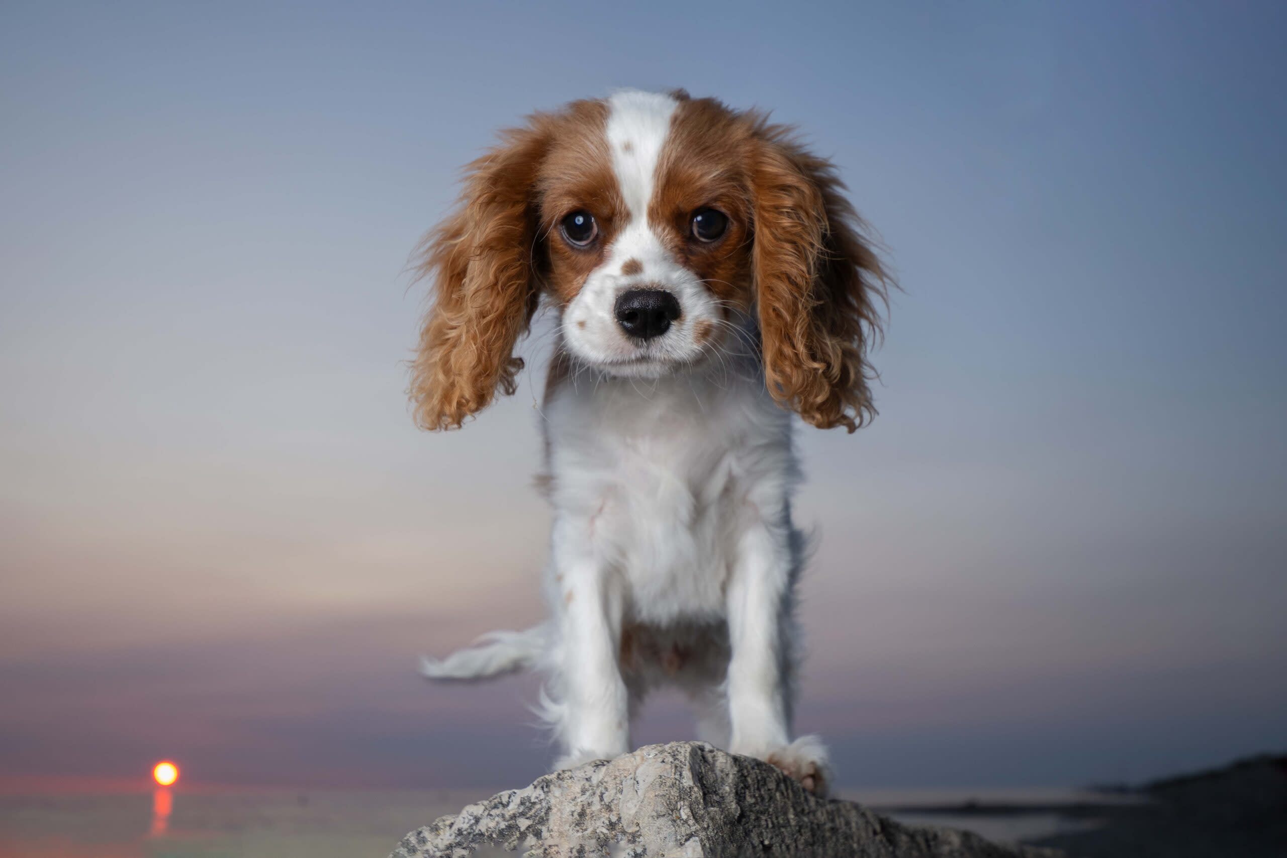 Sunset Pet Portrait at Ludington State Park