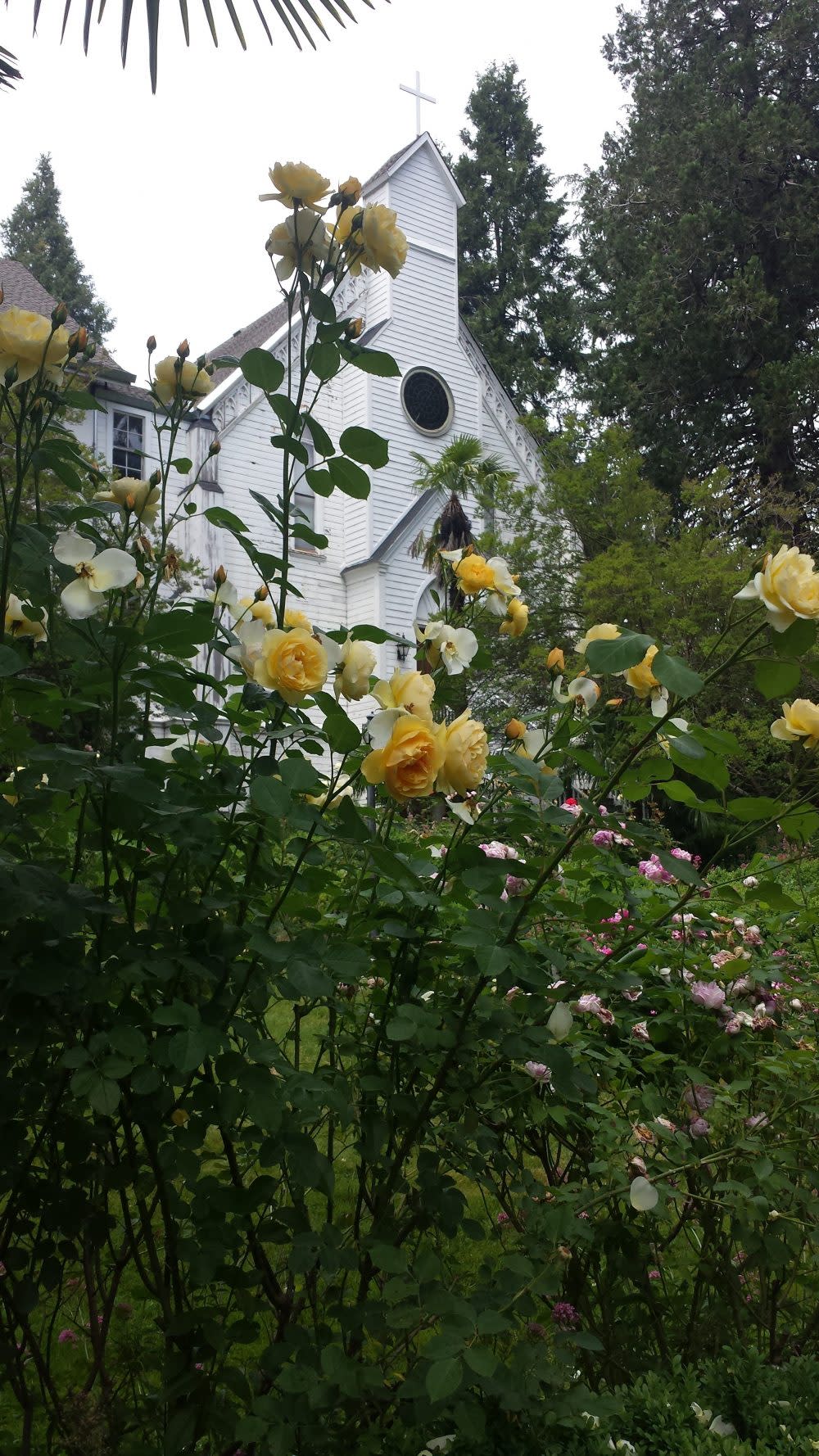 yellow roses with the church steeple behind it and a cross on top at Saint Joseph's Cultural Center
