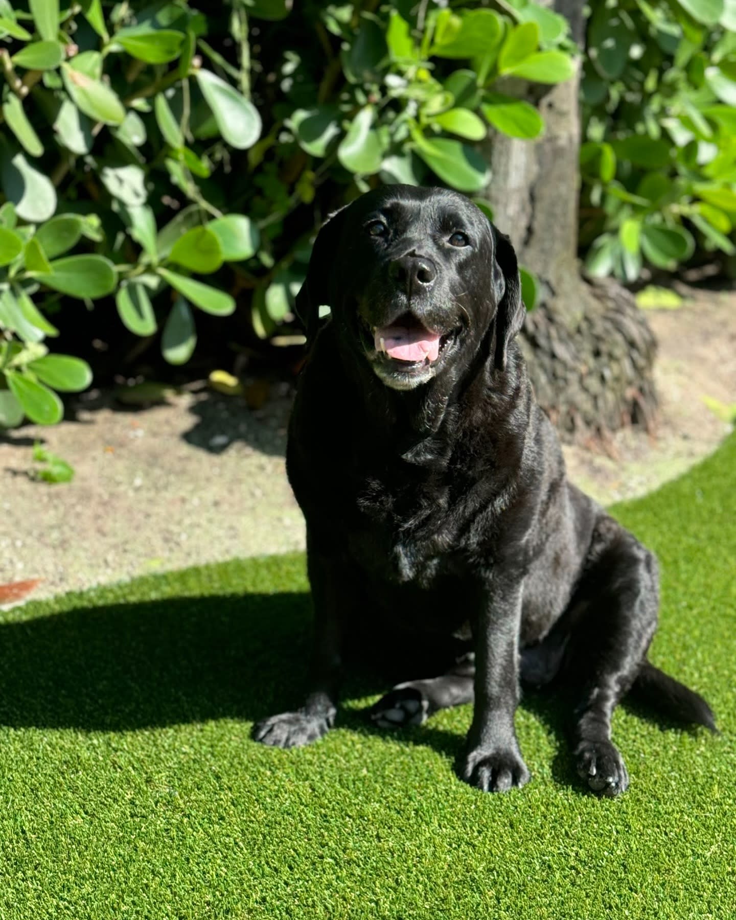 Pet-Friendly Artificial Turf for Dogs