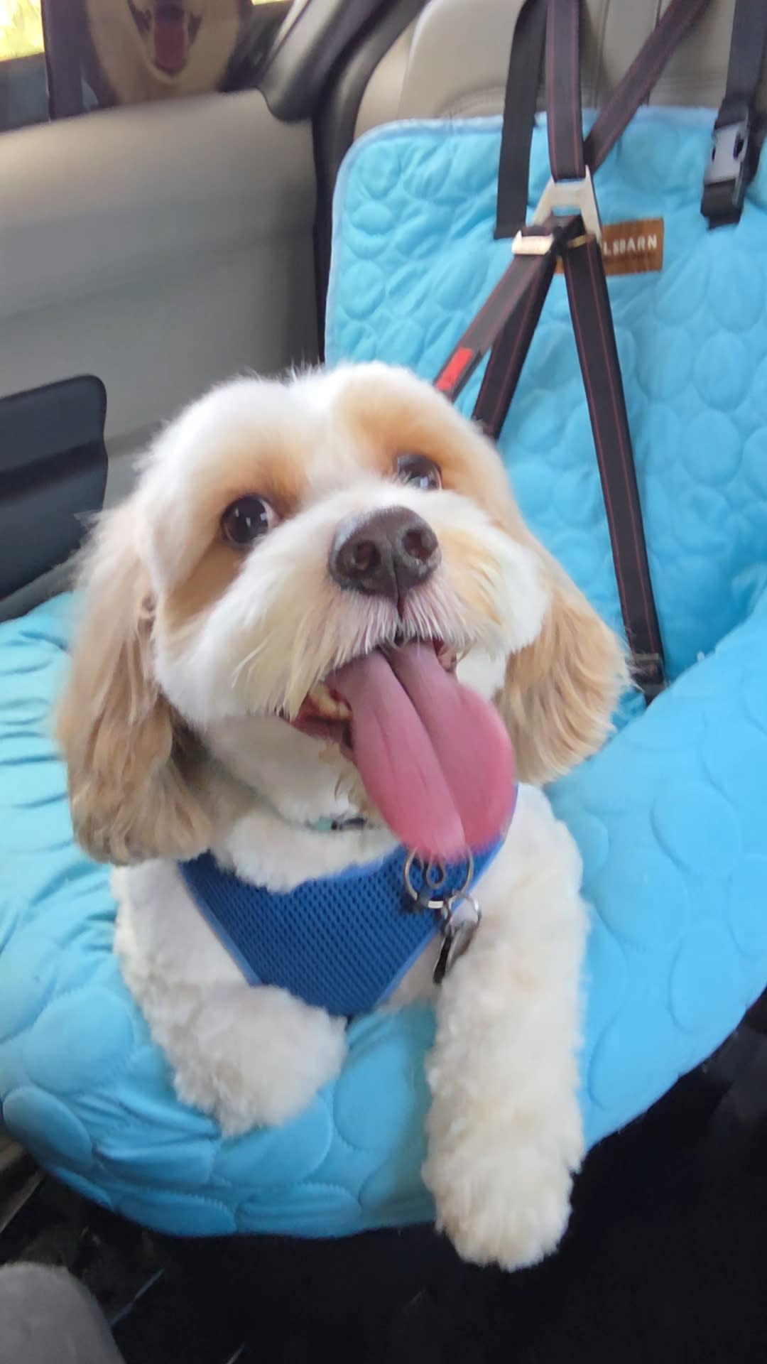 Pet_Taxi_Transport_Ride-Img1