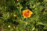 Two bees sitting on an orange flower