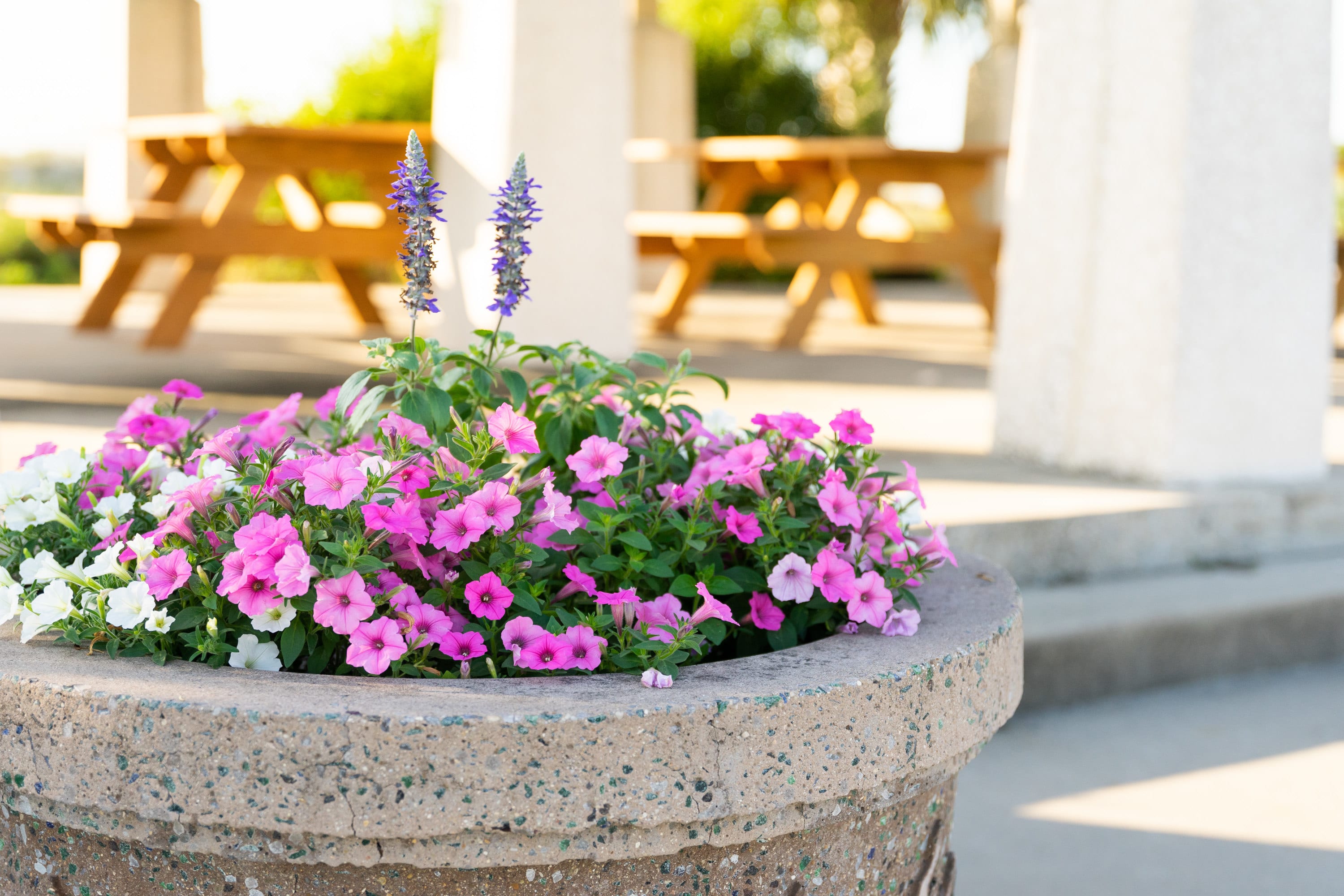 Flowerpot arrangement with delicate oink, purple, and white mounding annuals