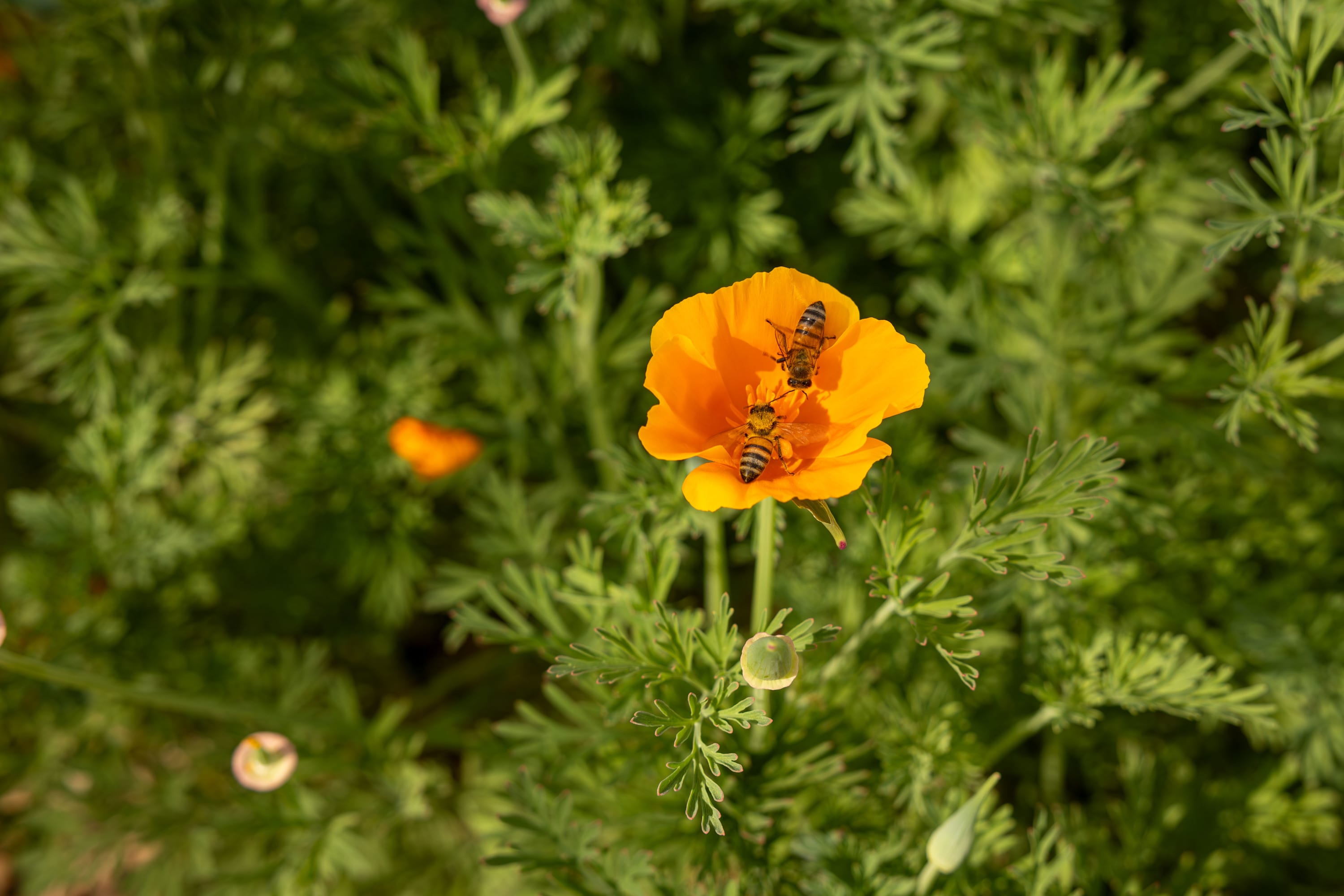 Two bees sitting on an orange flower