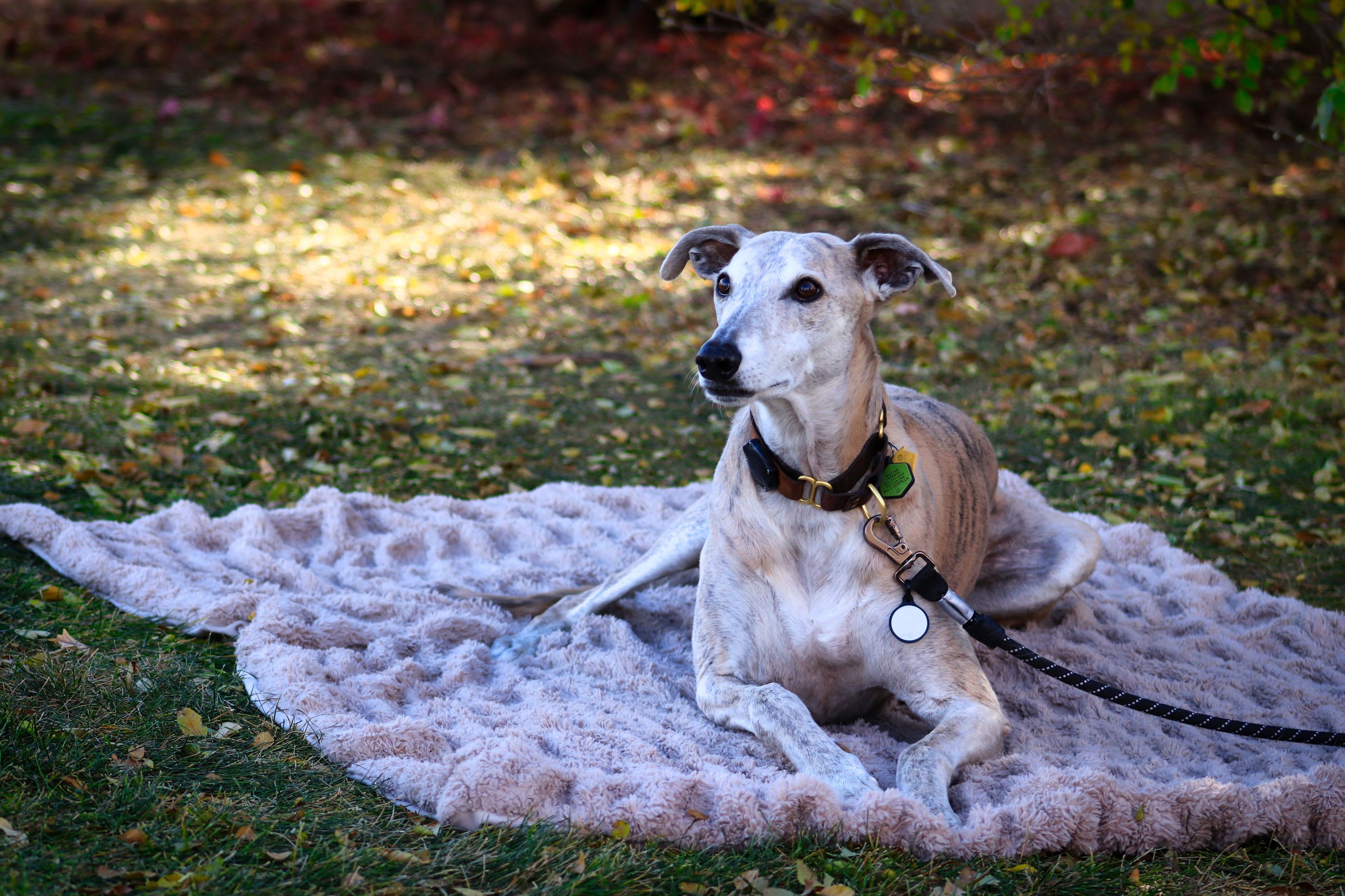 Greyhound laying on a blanket in the grass