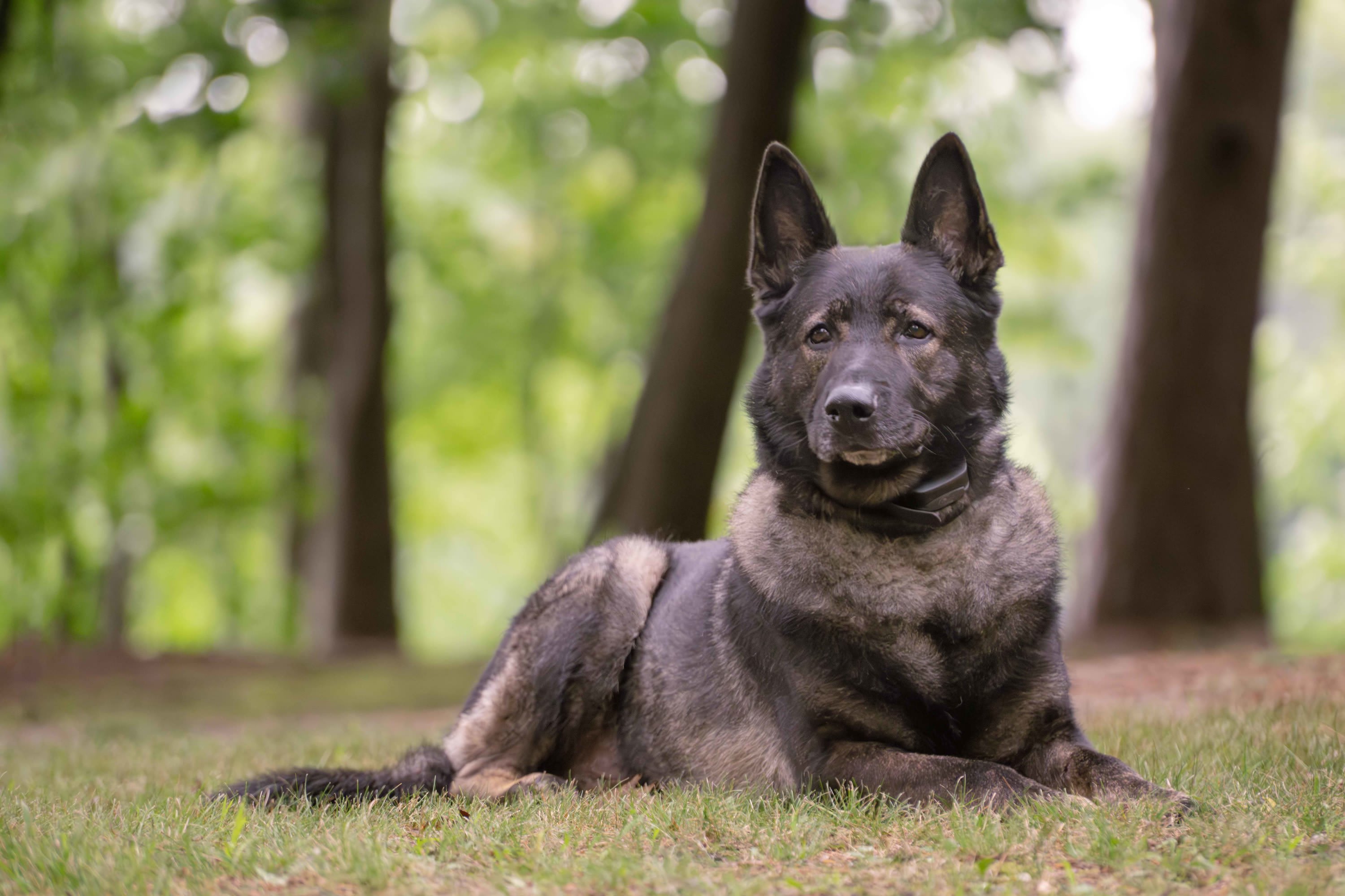 Portrait of senior dog in Ludington Michigan
