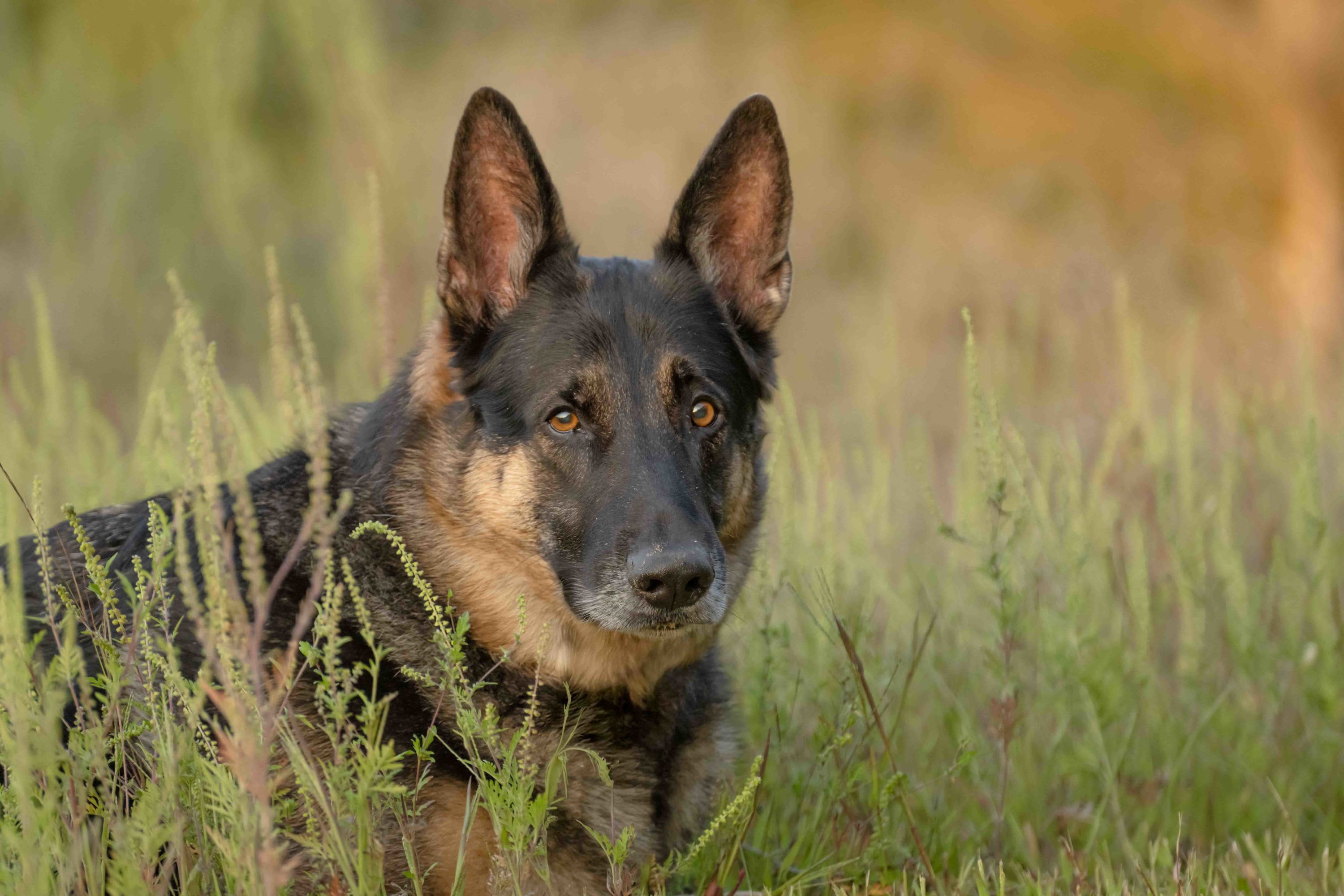 Dog Photography Ludington Michigan