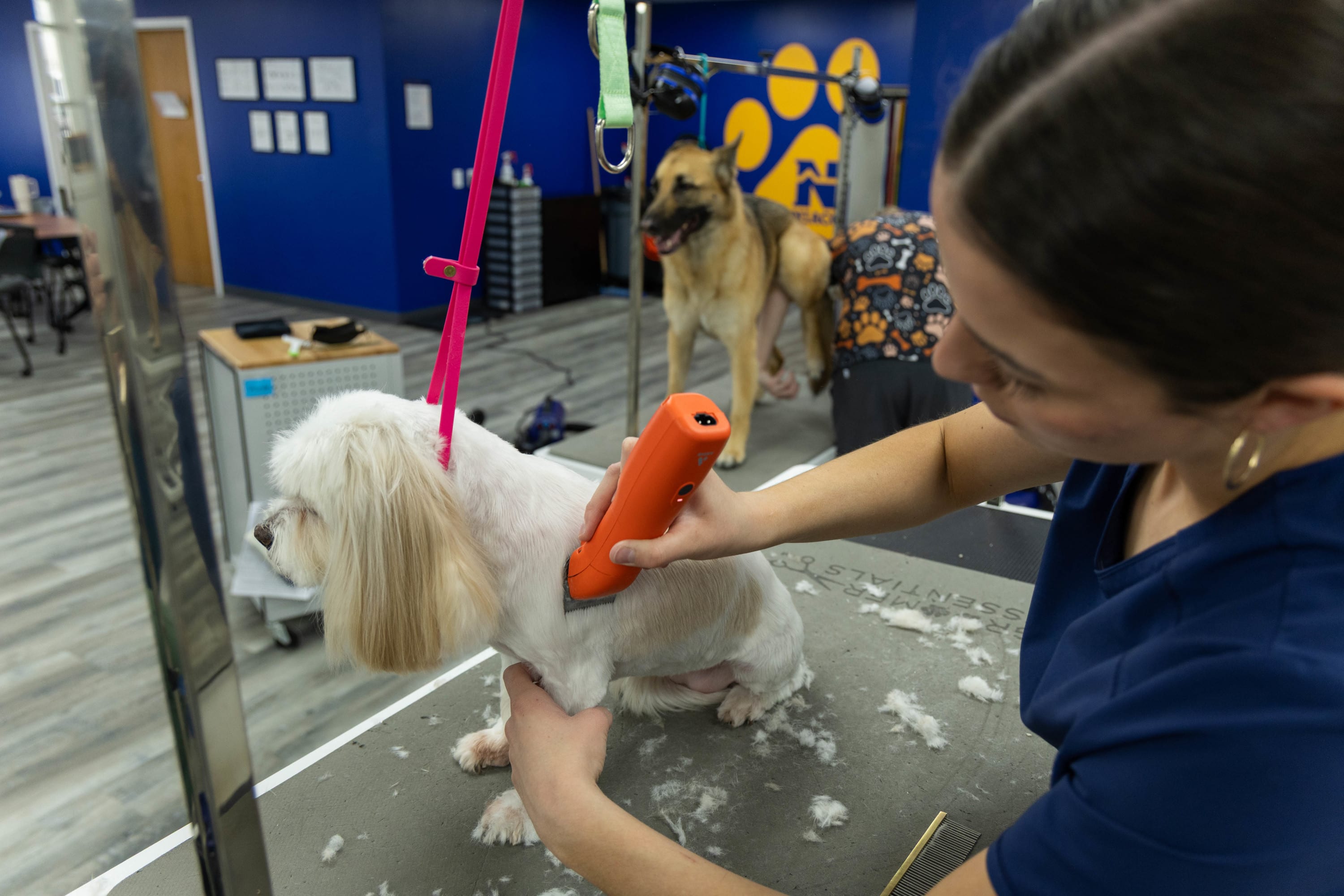 Dog Grooming Training