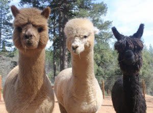 Photo of three Alpacas (Brown, White & Black) staring at the viewer with trees in background