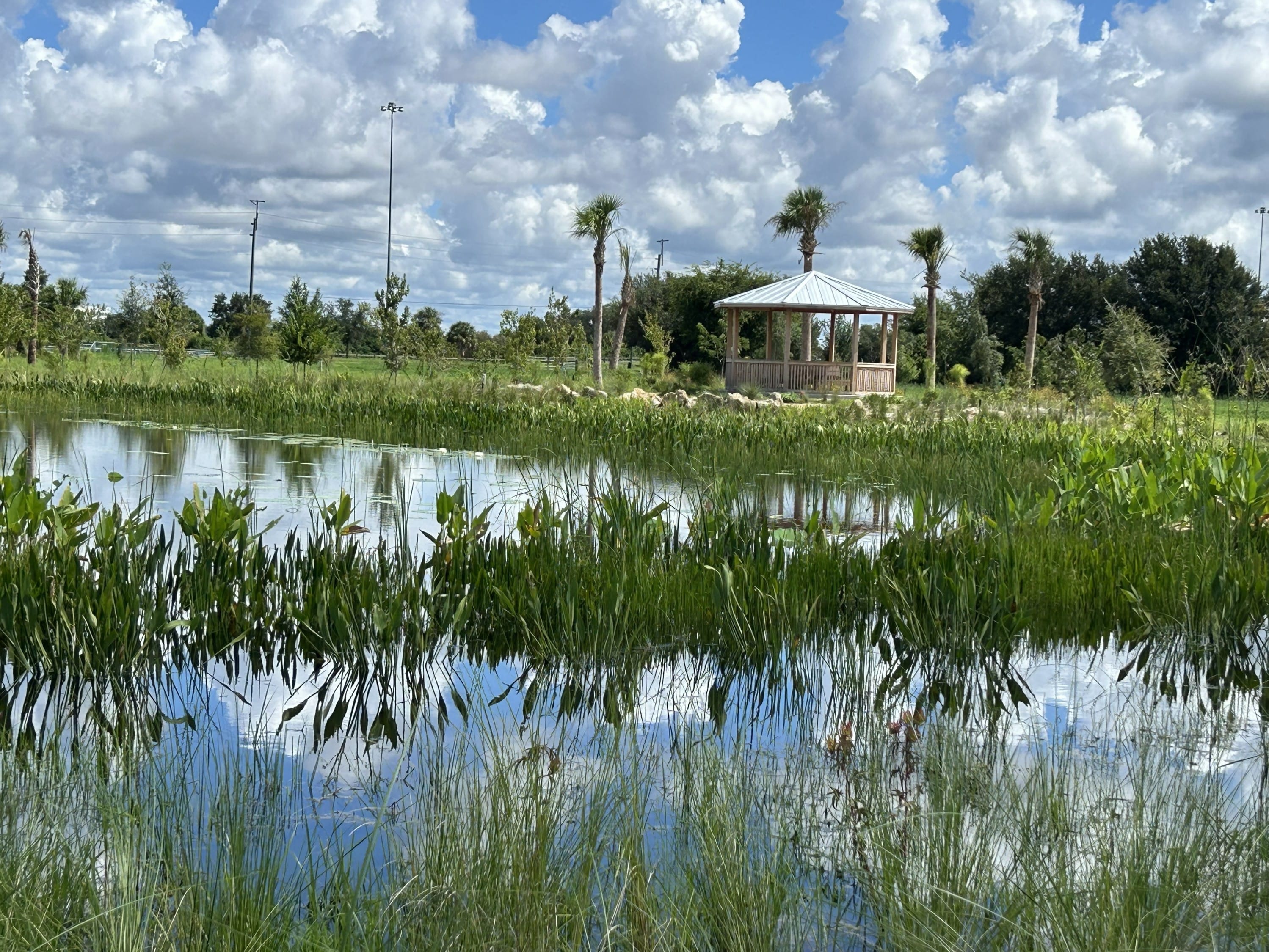 Grass growing on the southeastern parcel of the Celery Fields