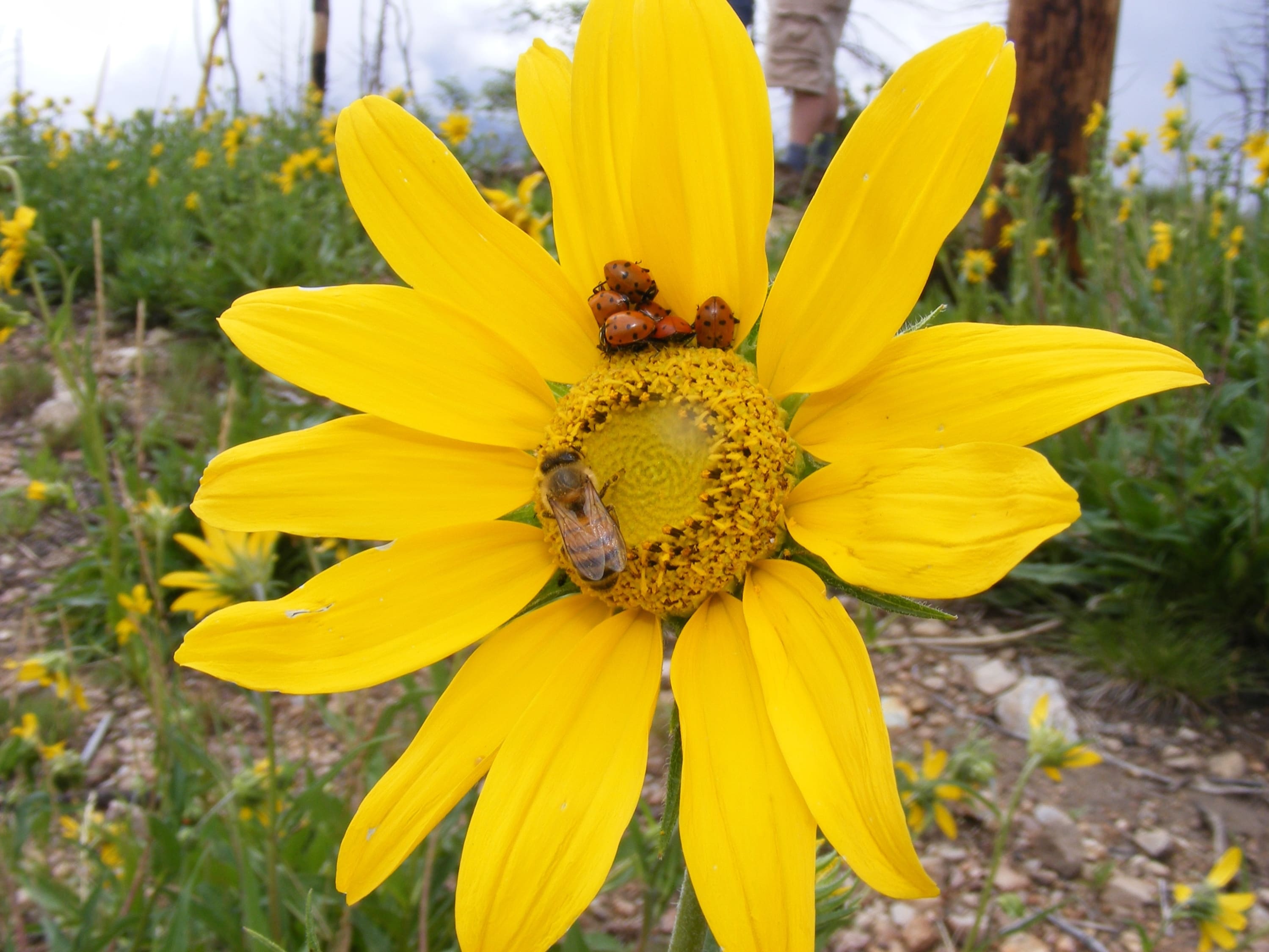 Sunflower with ladybugs and honey bee.