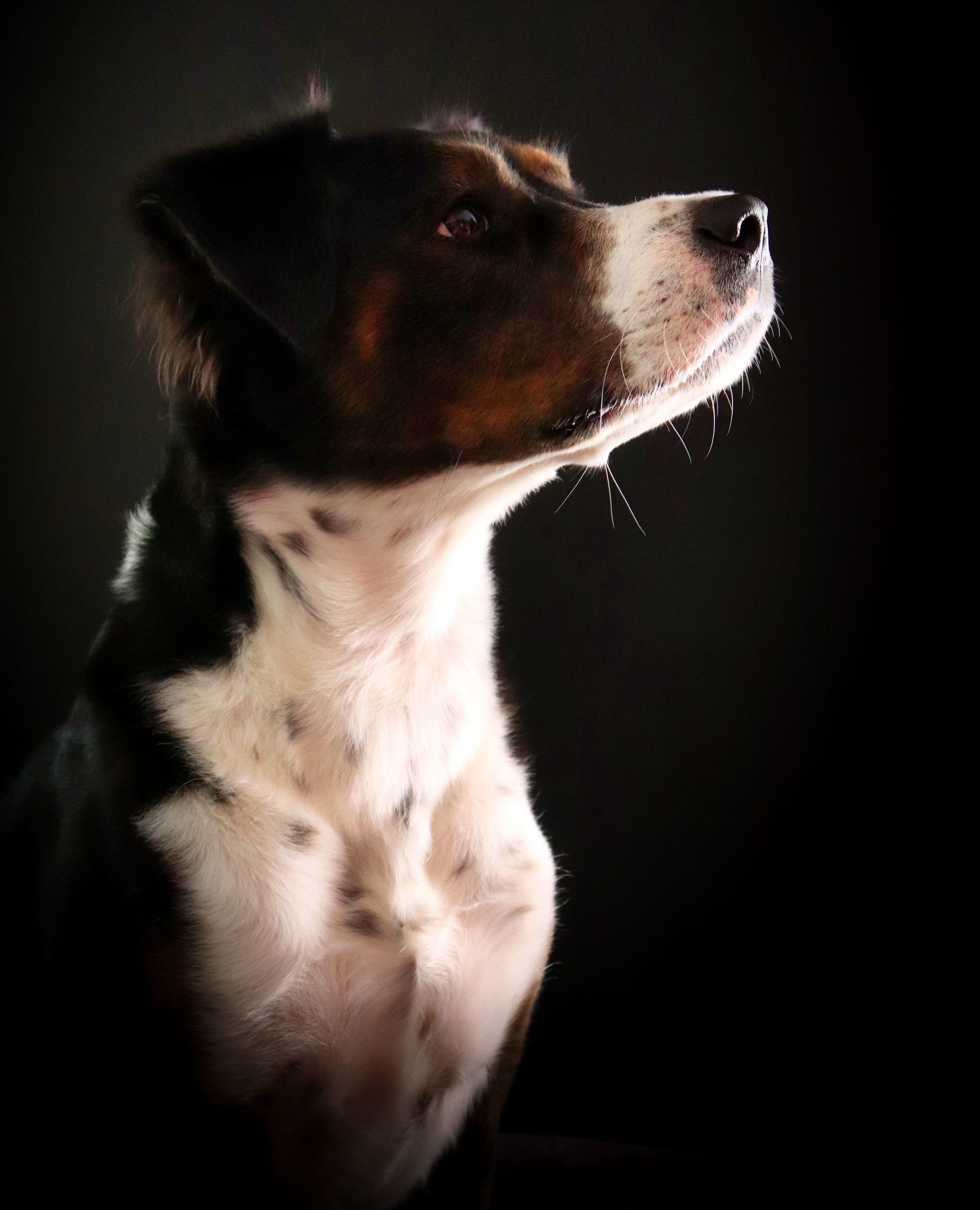 Side profile of brown and white dog