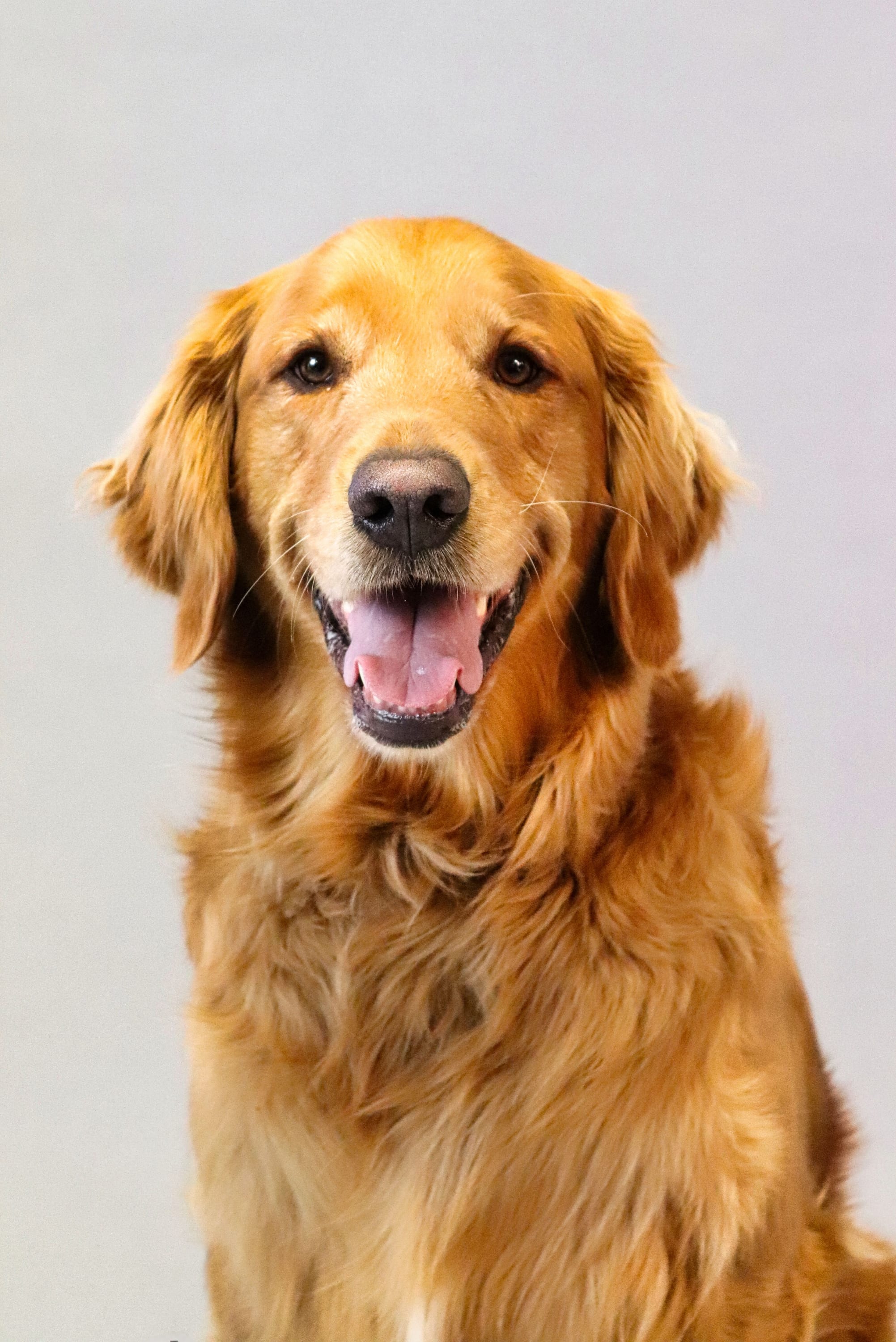 Portrait of a Golden Retriever against a light grey background