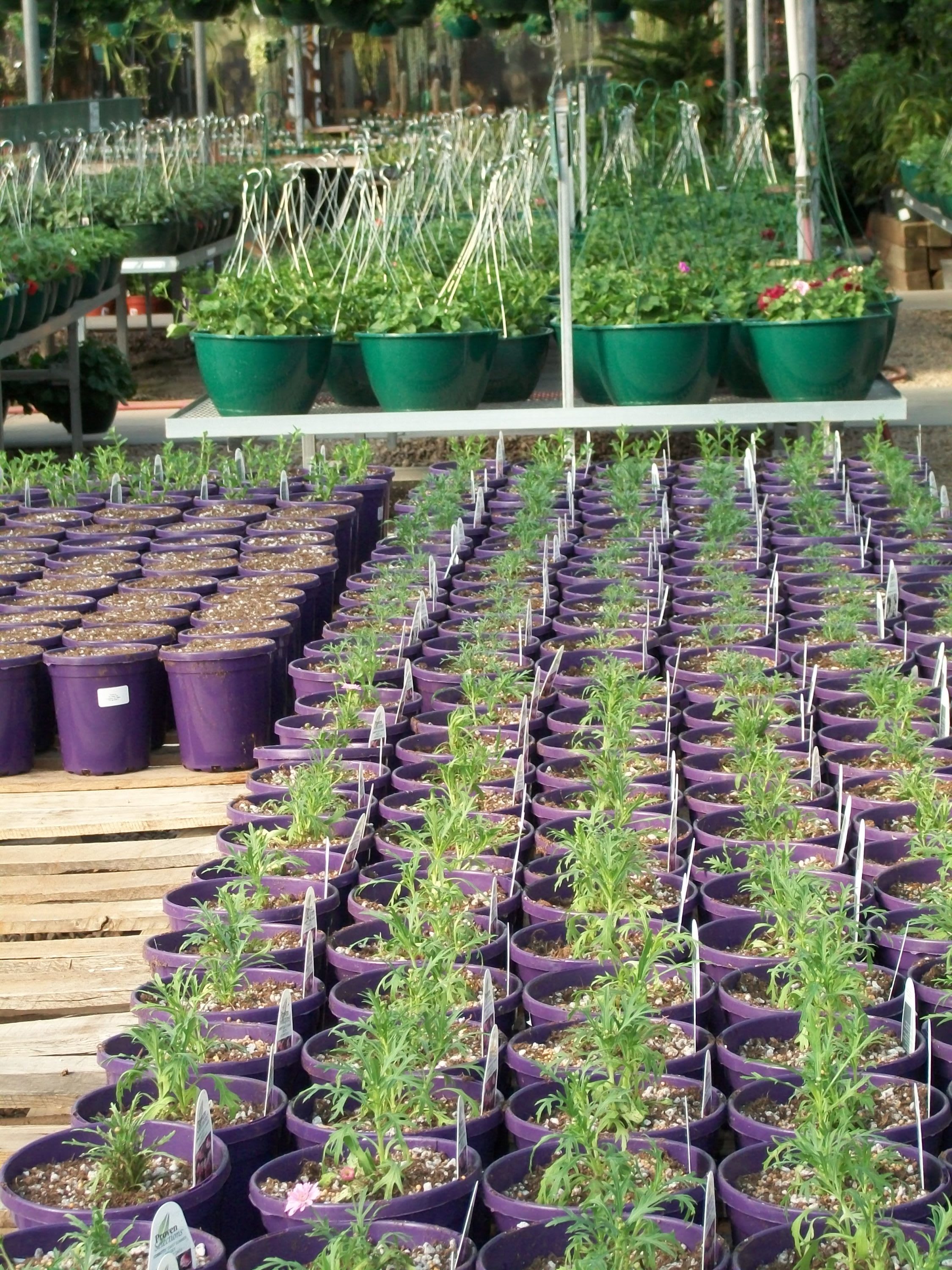 growing legendary flower bin-grown baskets and annual plantings in the greenhouse