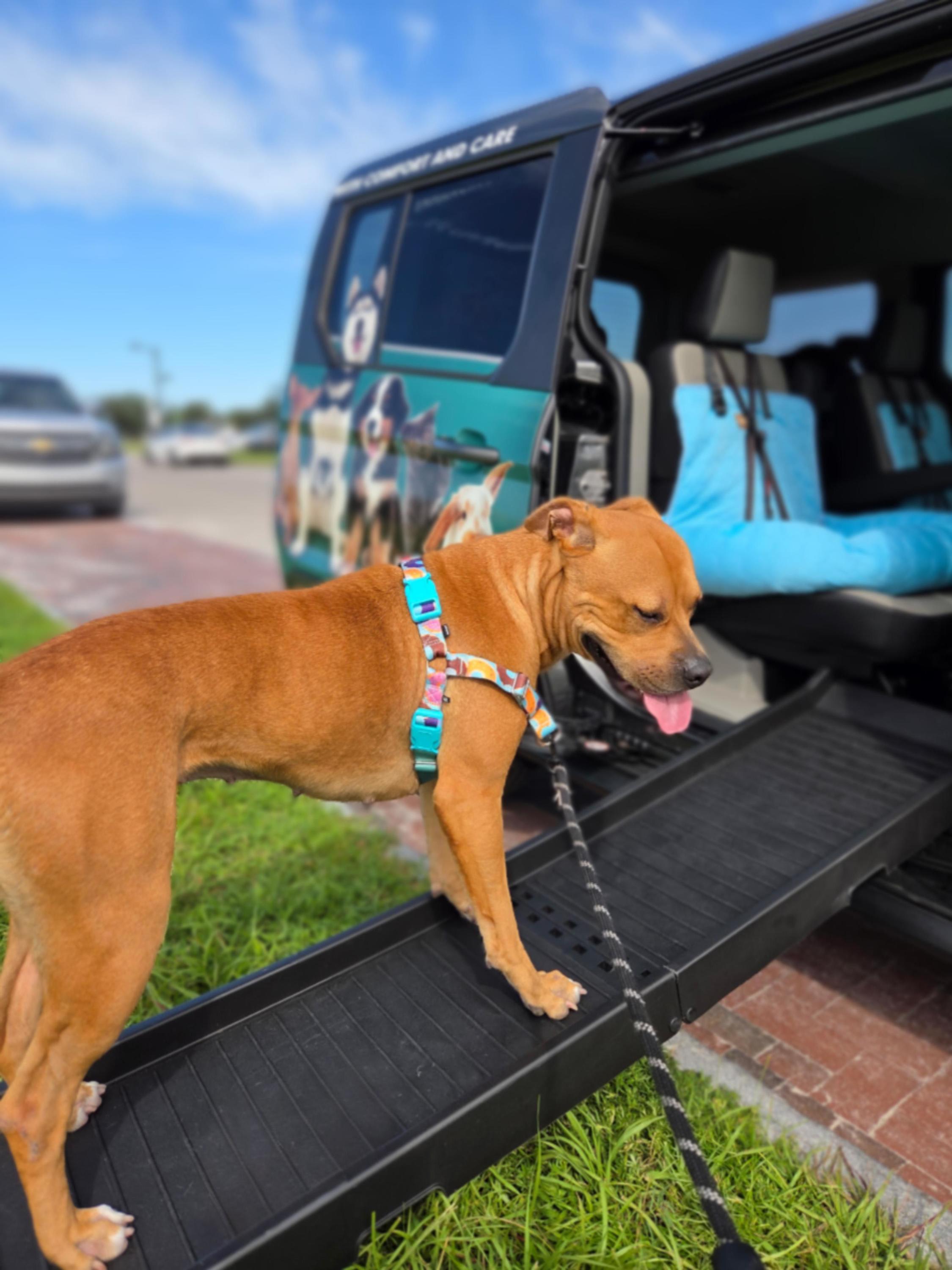 Pet_Taxi_Transport_Ride_Img4