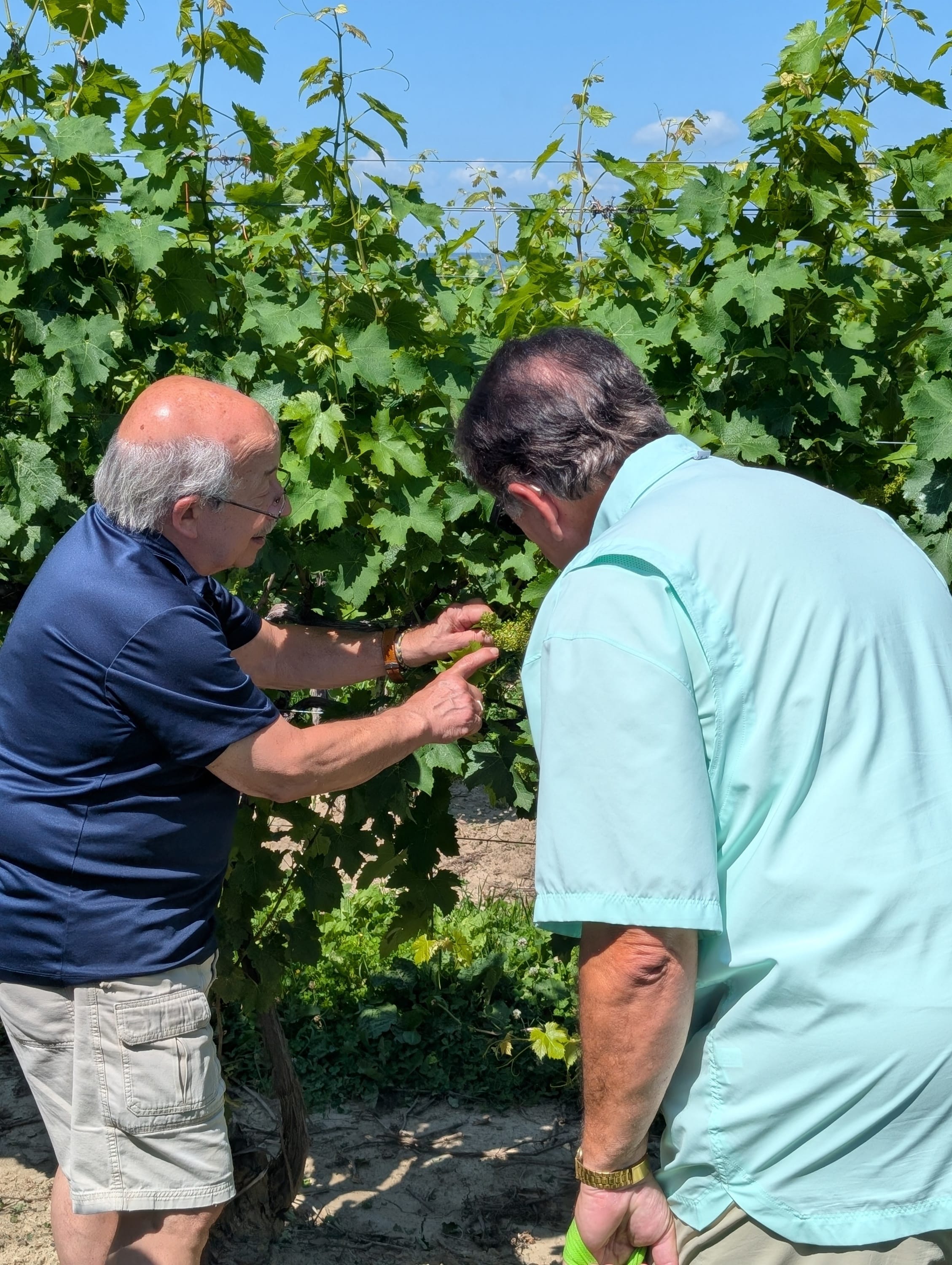 Walking tour of a vineyard