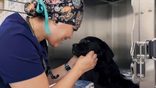 Thrive Pet Vet Hoffman Estates