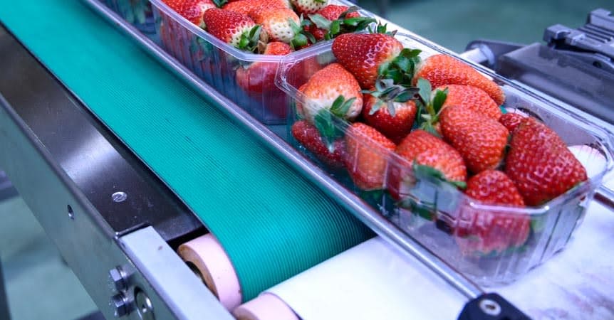 photo of strawberries on a green conveyor belt