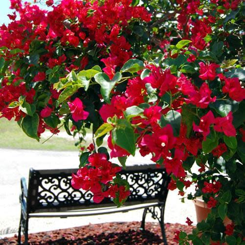 Vibrant red bougainvillea flowers cascading over ornate black metal garden bench