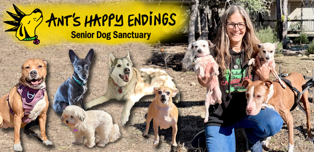 Ant's Happy Endings Senior Dog Sanctuary
