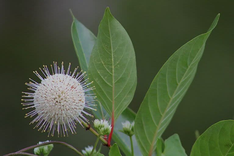Close‑up of a white spherical flower with spiky florets surrounded by large green leaves.