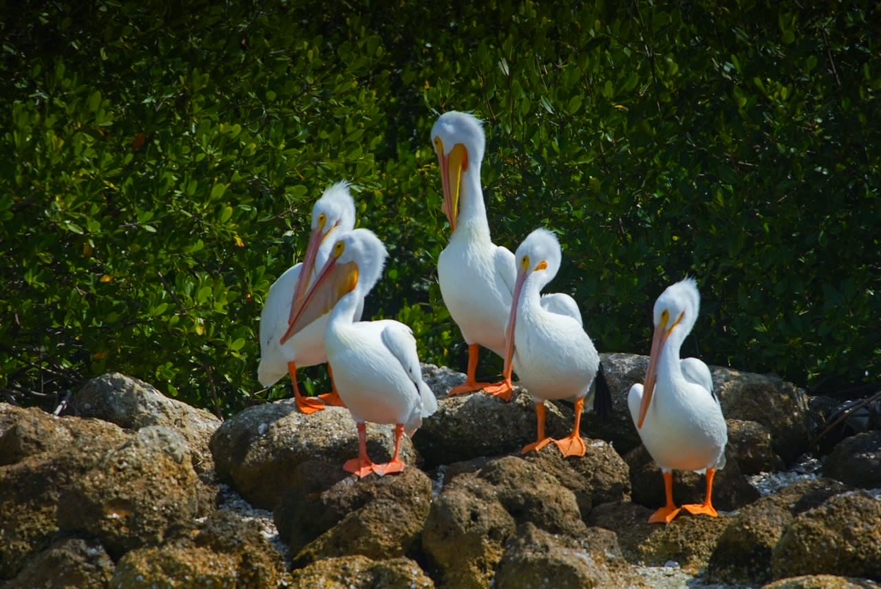 Sarasota Wildlife Cruise