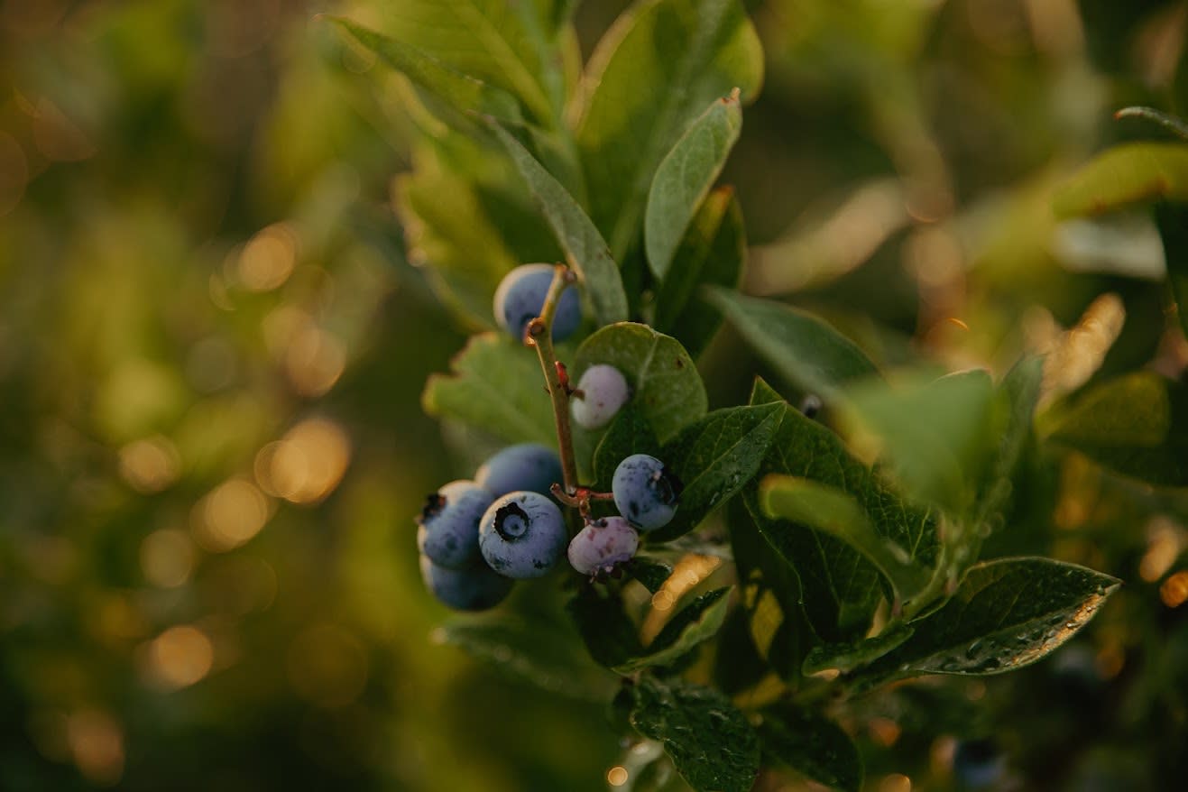 Blueberry cluster hanging on the bush at sunset at Reenders Blueberry Farms.