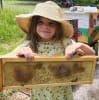 Bee Hollar Farm and Vineyard Logo
