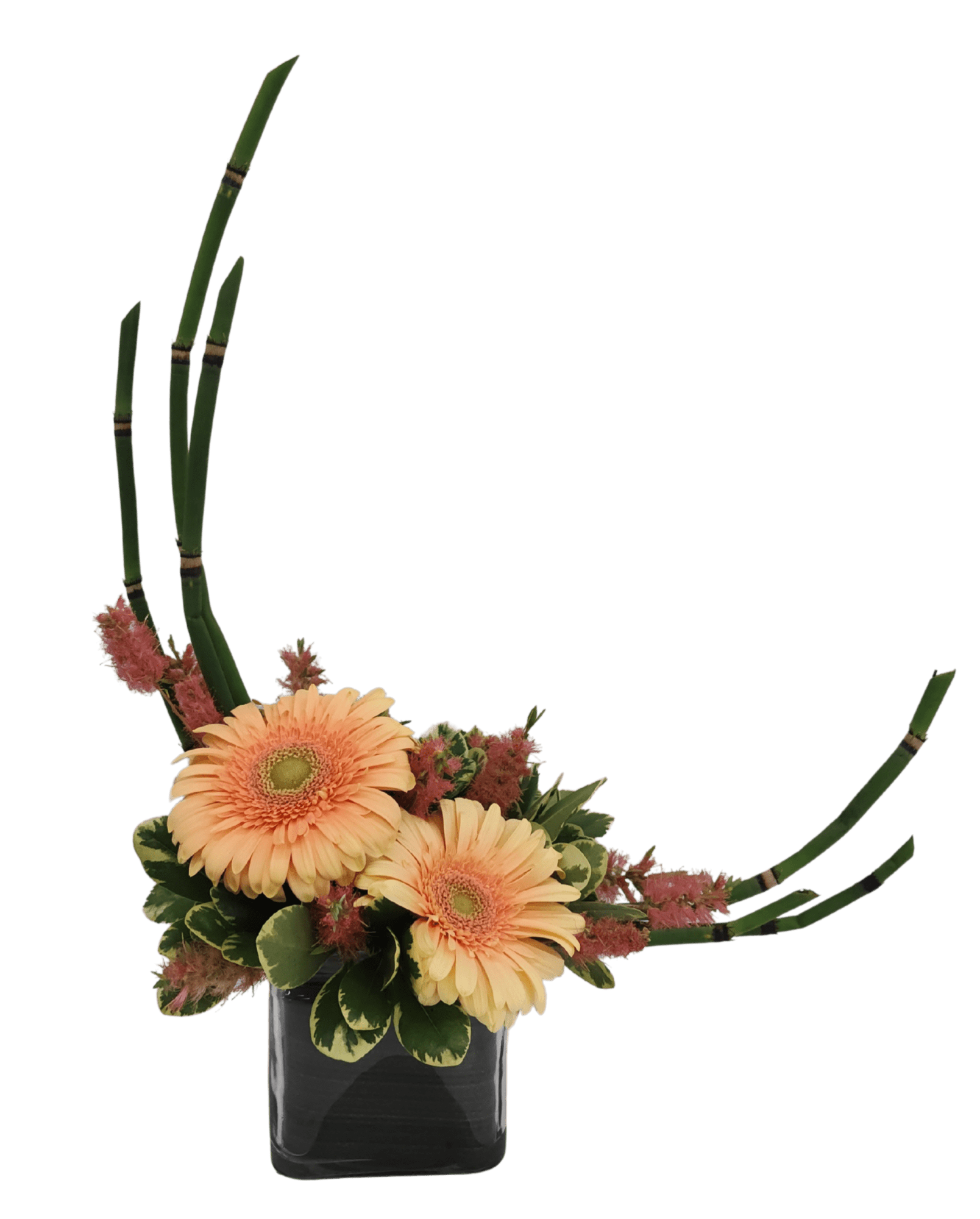 Crescent shaped floral design with large Gerbera daisies as the focal area.  The crescent line is created with wired Equisetum and Bottle brush flowers.  Design is in a cube vase. 