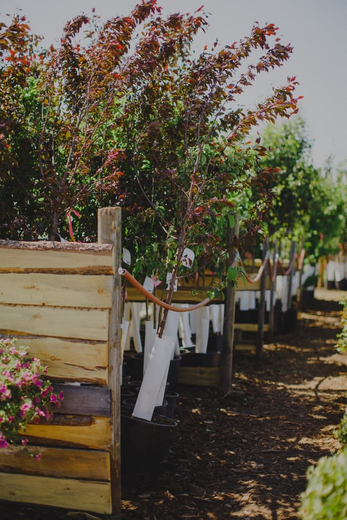 But apple trees in grande prairie alberta