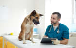 Pets & Veterinary